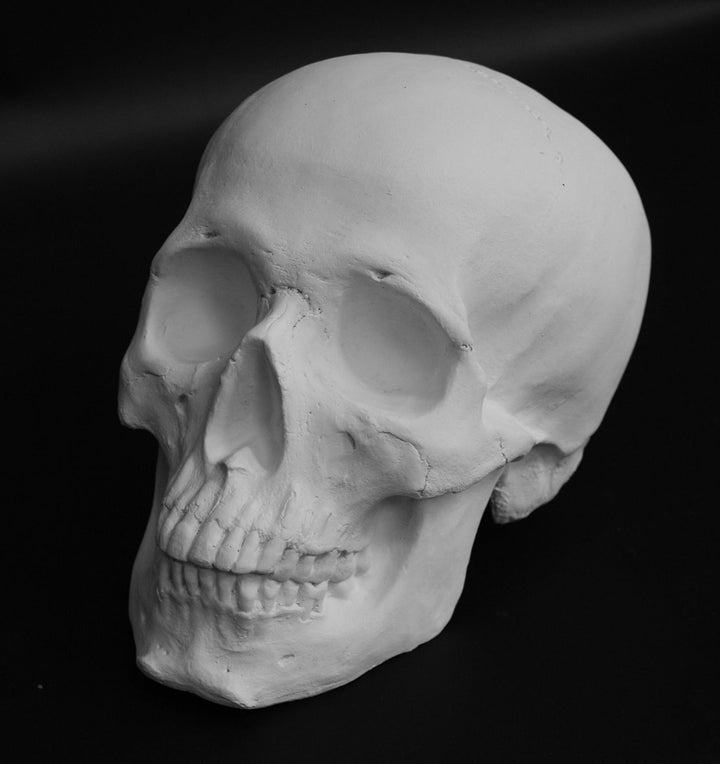 Photo of plaster cast of human skull on black background