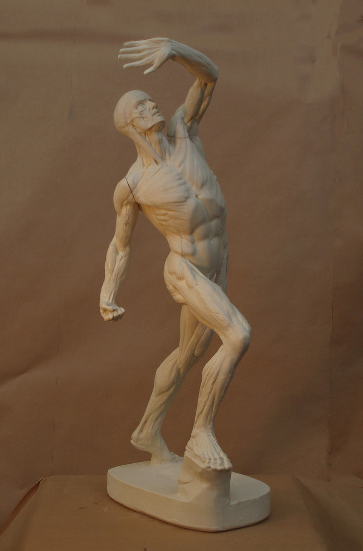 Underneath the Skin: The Anatomical Men