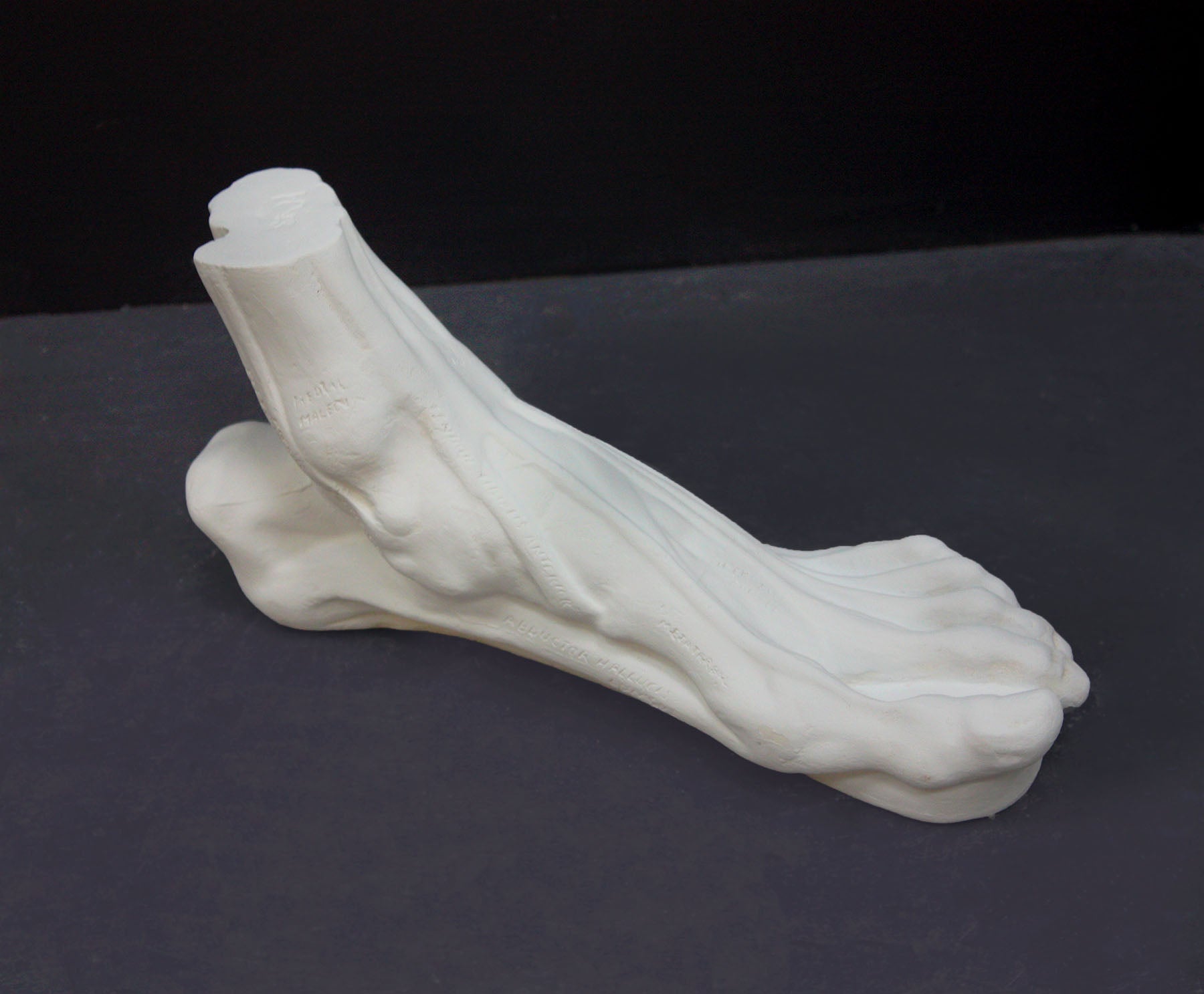 photo with gray background of plaster cast sculpture of flayed left foot on panel