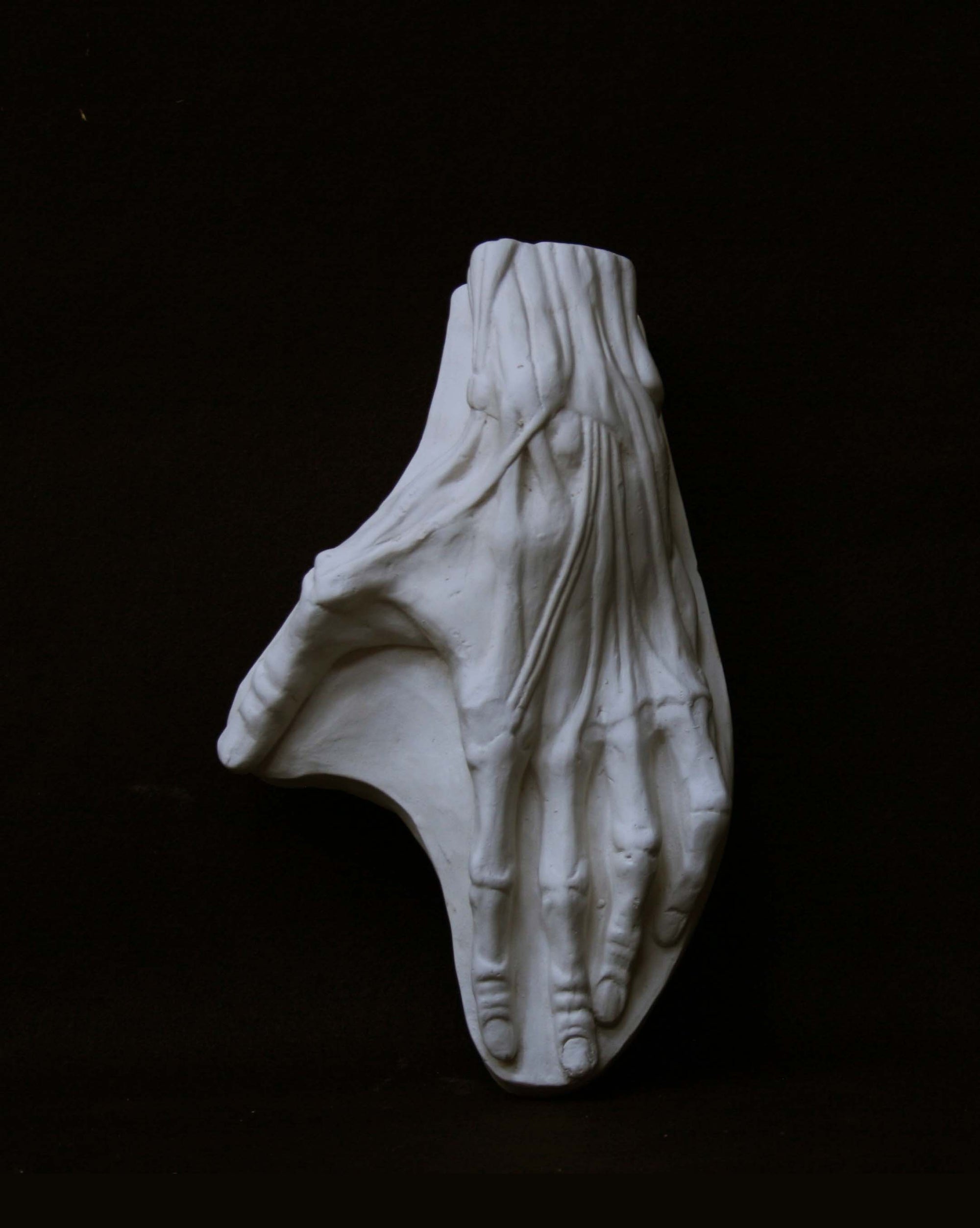 Photo of a plaster cast of a flayed hand for artist study on a black background