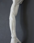 Photo of plaster cast sculpture of flayed arm with a gray background