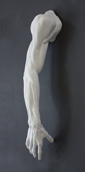 Photo of plaster cast sculpture of flayed arm with a gray background