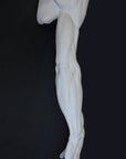 Photo of plaster cast sculpture of flayed arm with a black background