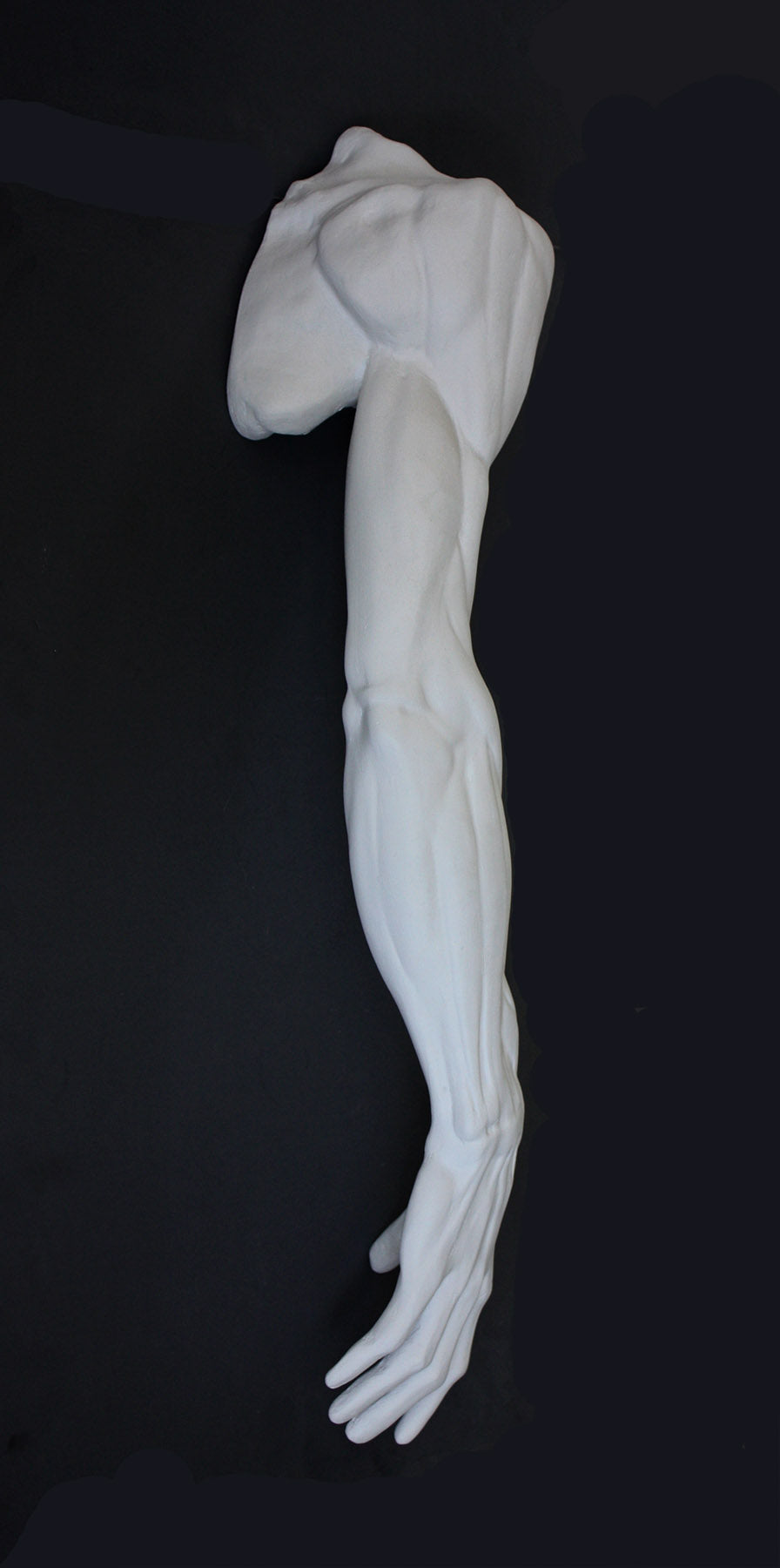 Photo of plaster cast sculpture of flayed arm with a black background 