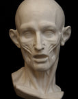 Photo of plaster cast sculpture of flayed head with black background