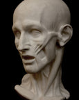 Photo of plaster cast sculpture of flayed head with black background