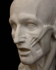Photo of plaster cast sculpture of flayed head with black background