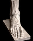 Anatomical Male Foot - Item