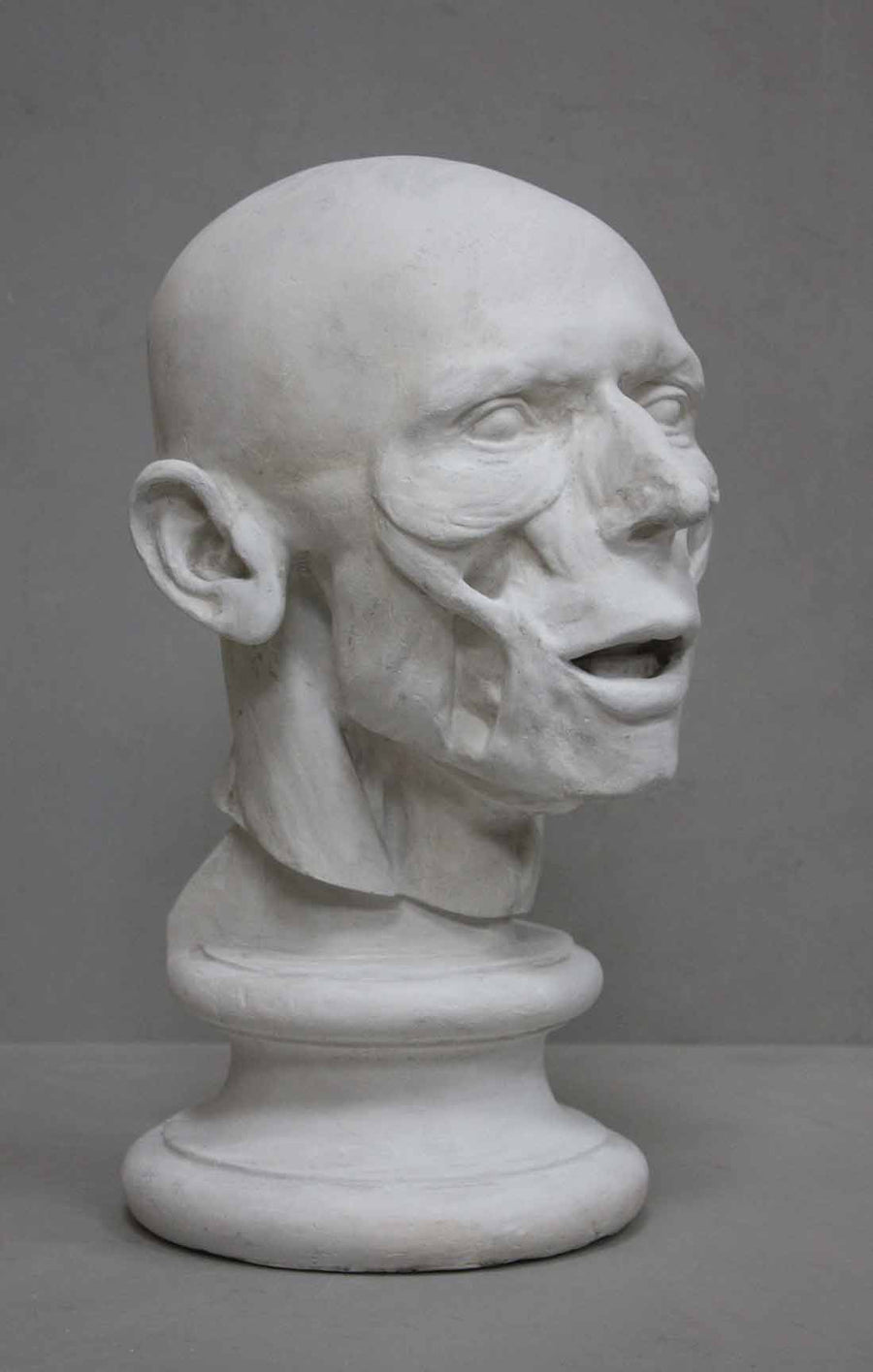 photo of plaster cast anatomical sculpture of man's head on socle base with a gray background