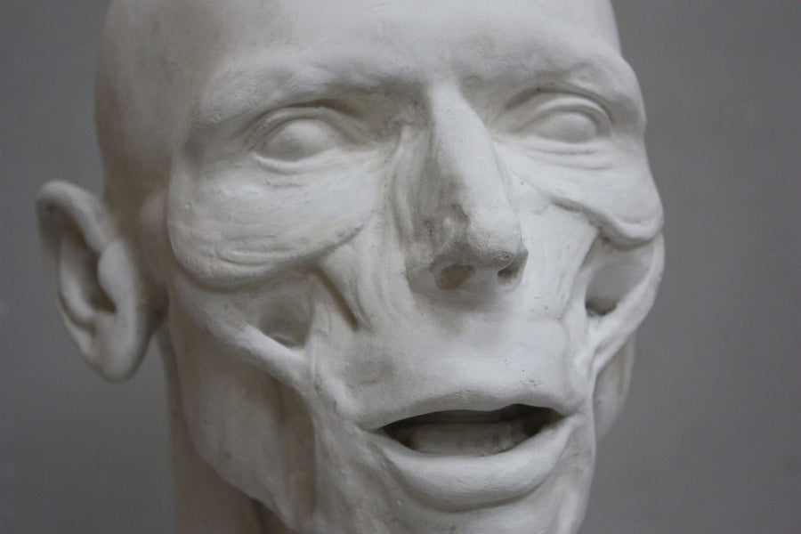 closeup photo of plaster cast anatomical sculpture of man's head with a gray background