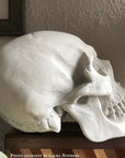 Photo of plaster cast of sculpture of a skull on a box with a white wall in shadow