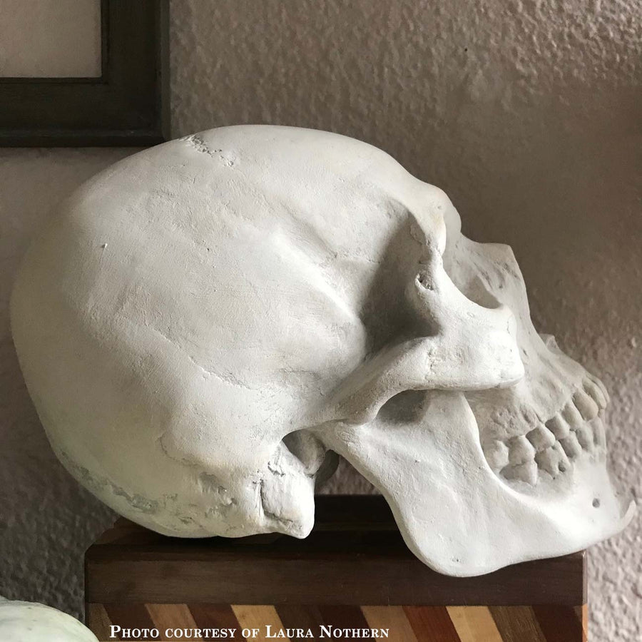 Photo of plaster cast of sculpture of a skull on a box with a white wall in shadow