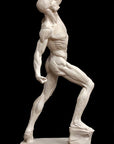 Anatomical Man (New) - Item