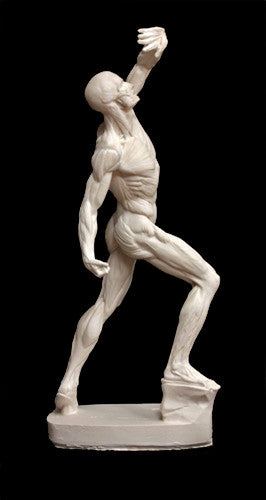 Anatomical Man (New) - Item #626