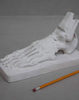 photo of white plaster cast sculpture of flayed left foot on a rectangular base and a yellow pencil laying nearby against gray background