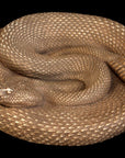 Snake - Item