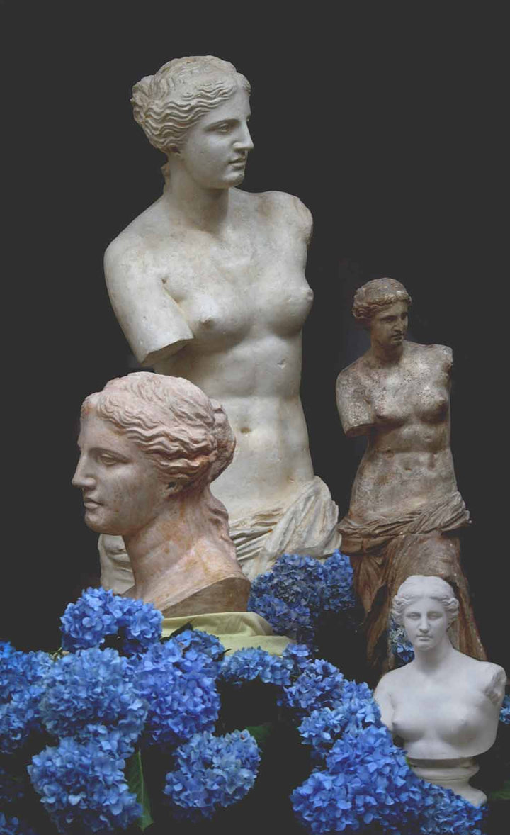 photo of plaster casts of two statues and two busts of Venus de Melo arranged against a black background with blue hydrangeas in the foreground