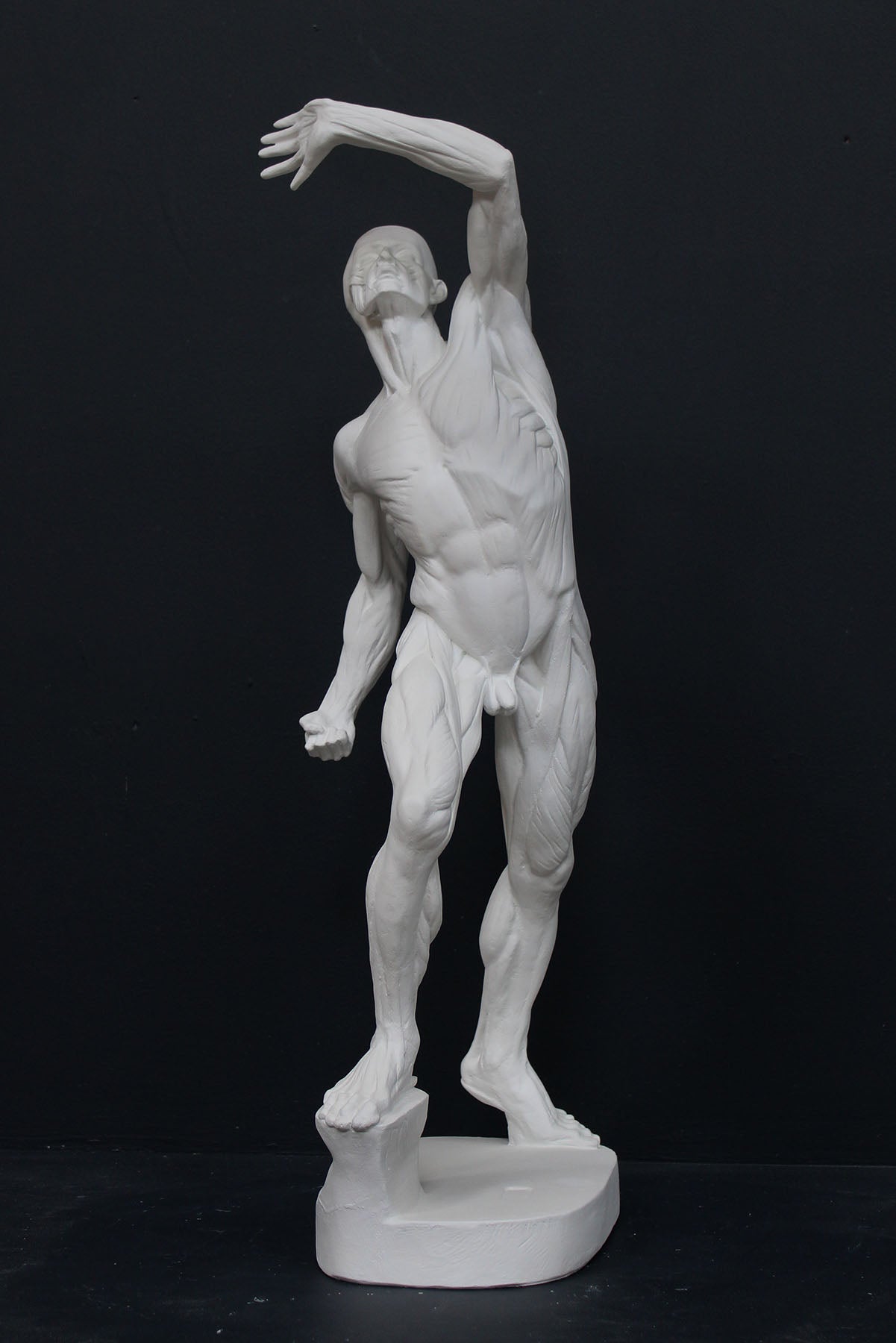 photo of white plaster cast sculpture reproduction of flayed figure aka anatomical man arched back with left arm raised overhead against gray background