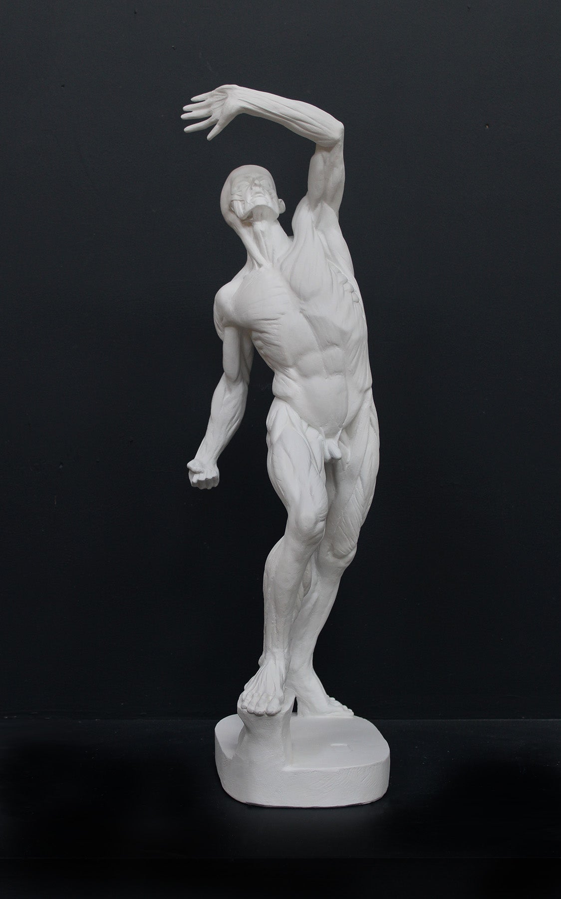 photo of white plaster cast sculpture reproduction of flayed figure aka anatomical man arched back with left arm raised overhead against gray background