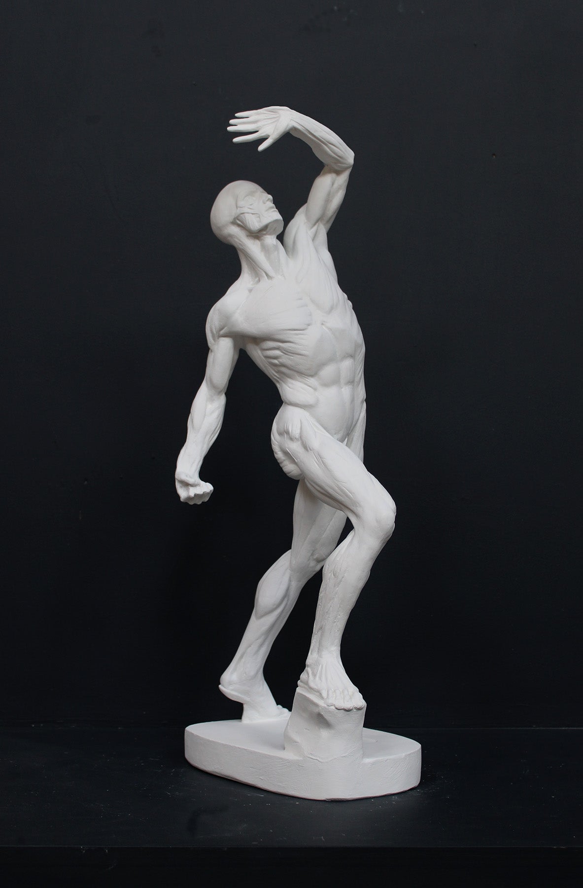 photo of white plaster cast sculpture reproduction of flayed figure aka anatomical man arched back with left arm raised overhead against gray background