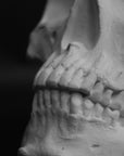 Photo of a sculpture of a skull on a black background