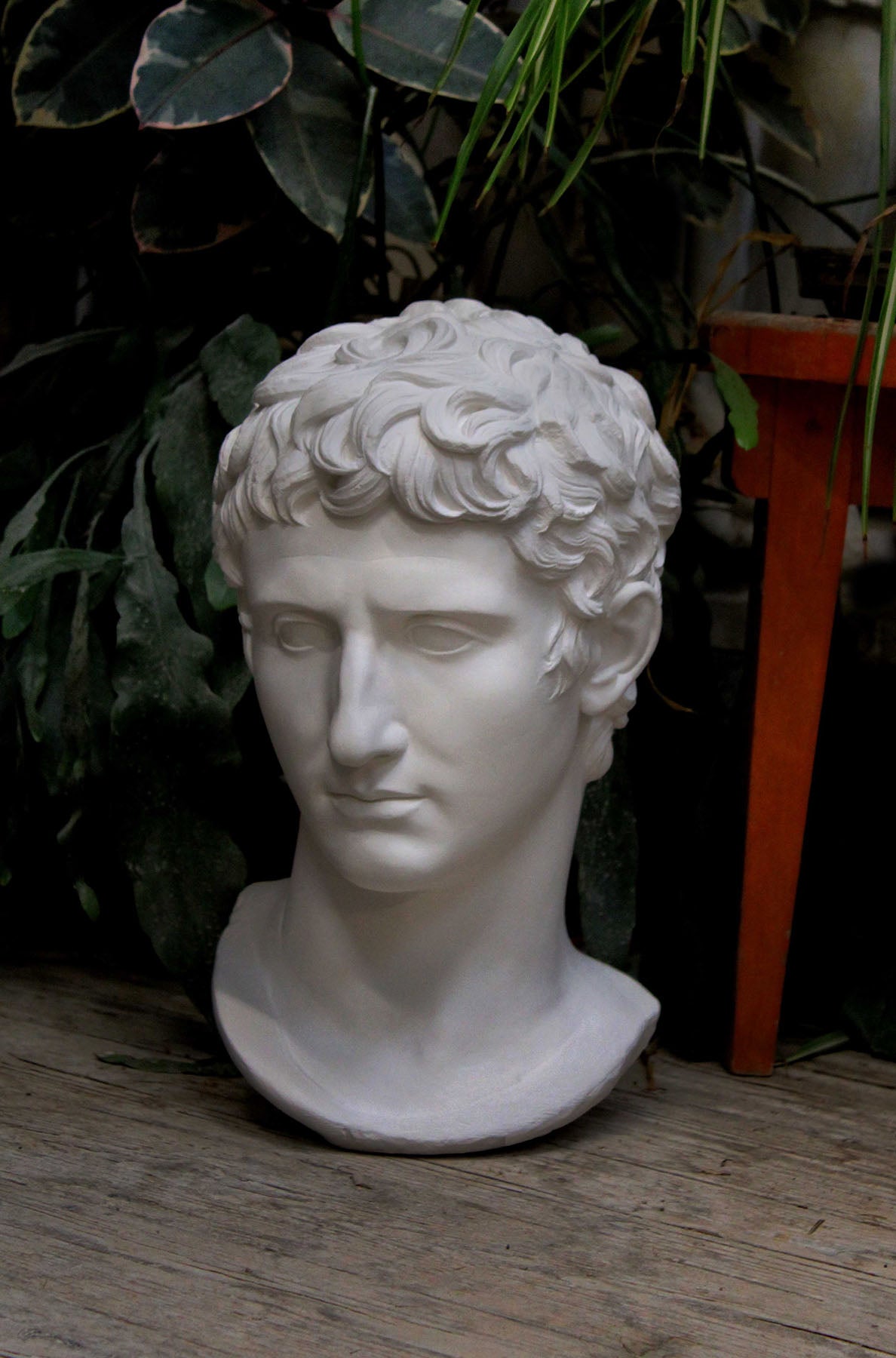 photo of plaster cast of sculpted male bust, namely Augustus Caesar, on a wooden floor with green plants behind