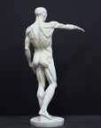 photo of plaster cast sculpture of flayed male figure study with right arm outstretched and left arm down on a gray background