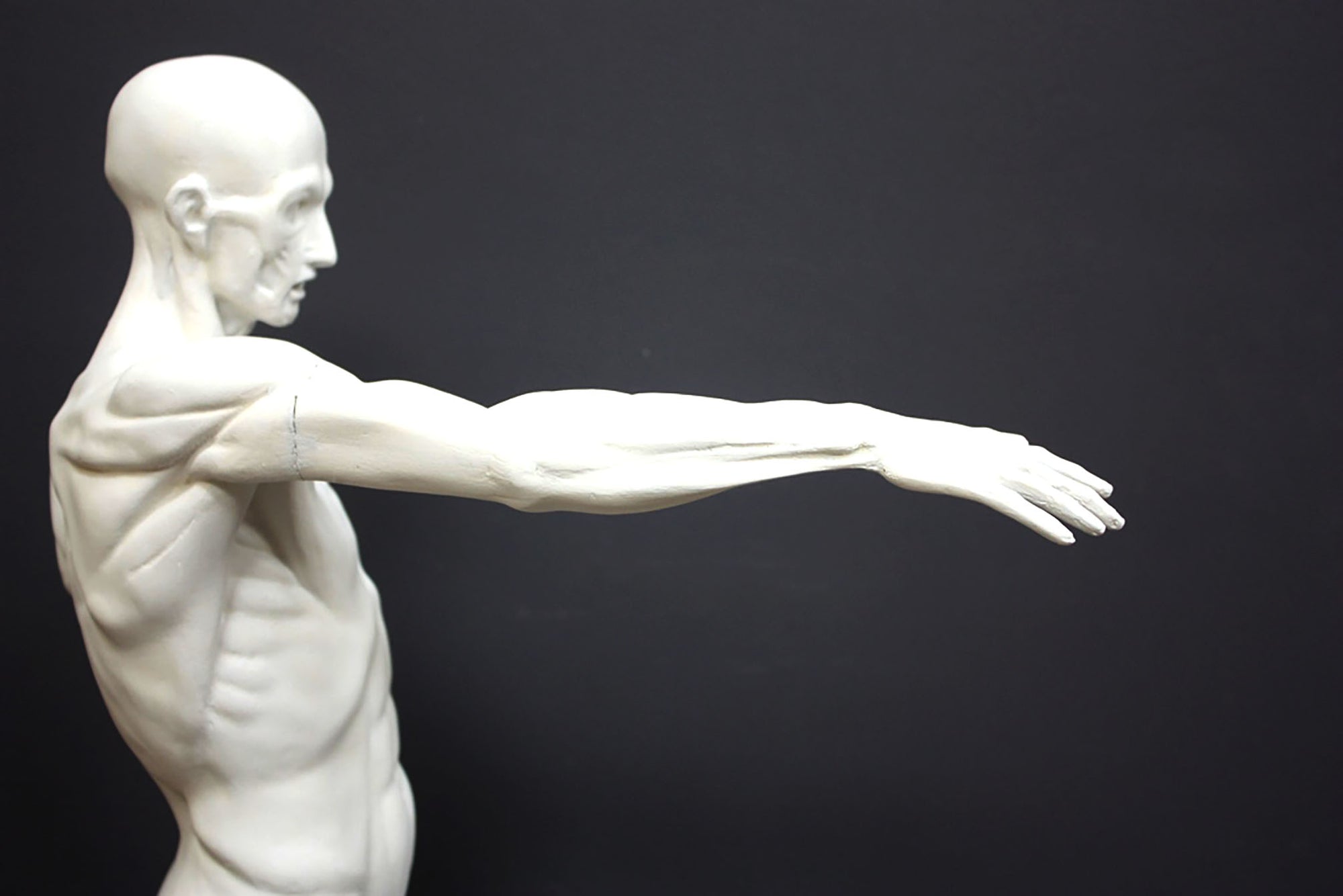 photo of plaster cast sculpture of flayed male figure study with right arm outstretched and left arm down on a gray background