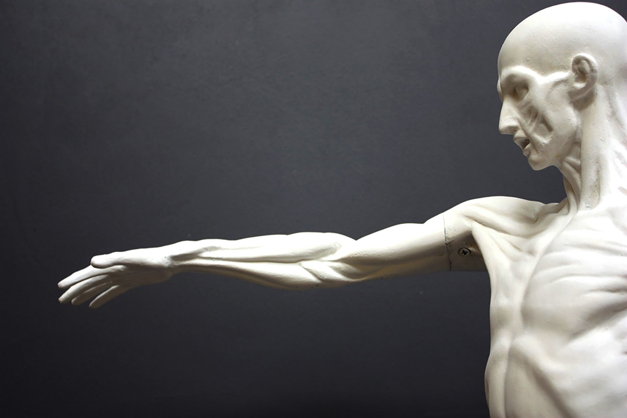 photo of plaster cast sculpture of flayed male figure study with right arm outstretched and left arm down on a gray background