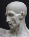 photo of plaster cast sculpture of flayed male figure study with right arm outstretched and left arm down on a gray background