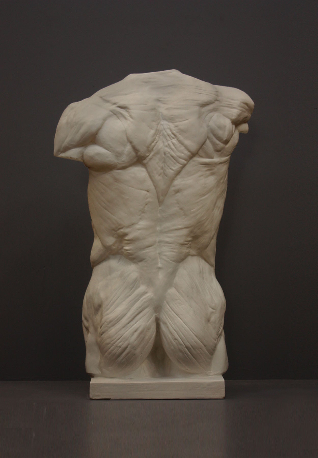 image of a plaster statue of a bust of a anatomical torso on a gray background