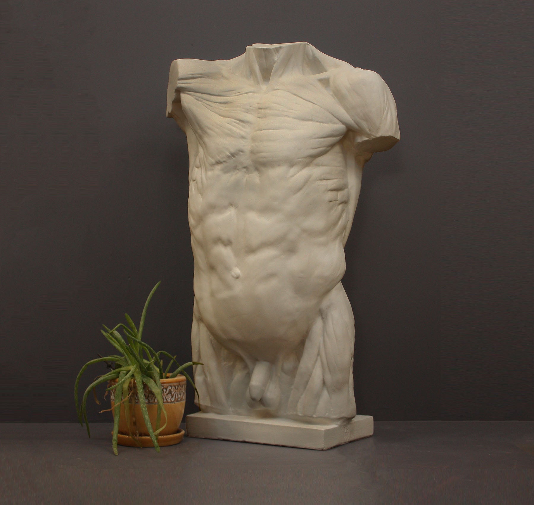 photo of plaster cast of sculpted flayed male torso next to a potted plant on a gray background