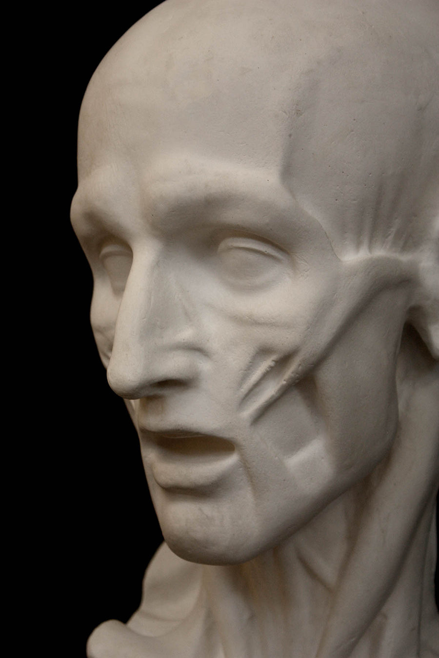 Photo of plaster cast sculpture of flayed head with black background