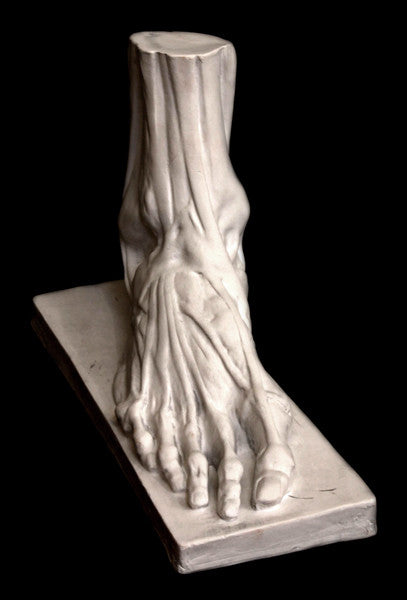 Anatomical Male Foot - Item #155