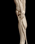 Leg, Right - Item 