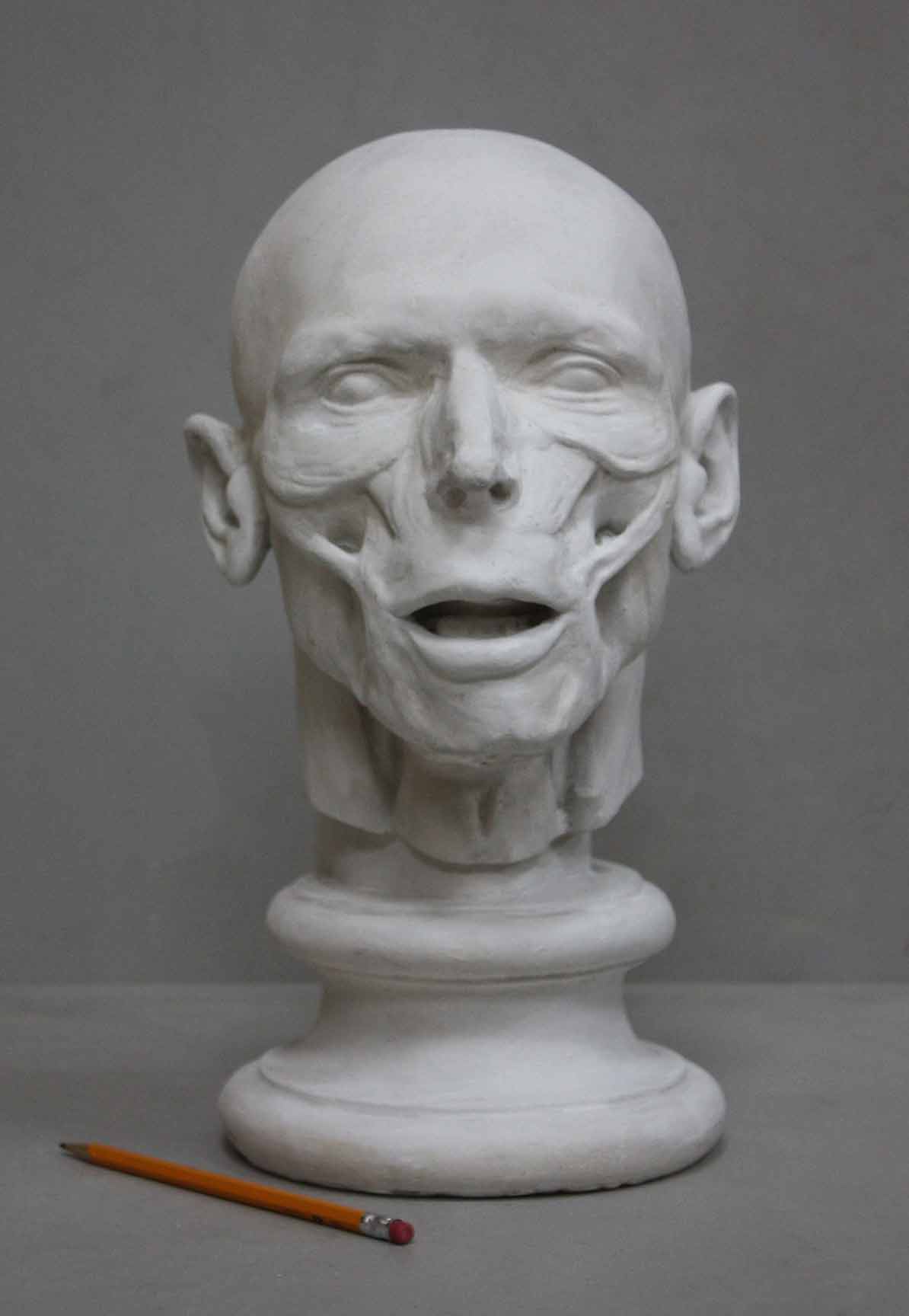 photo of plaster cast anatomical sculpture of man's head on socle base with yellow pencil beside it and a gray background