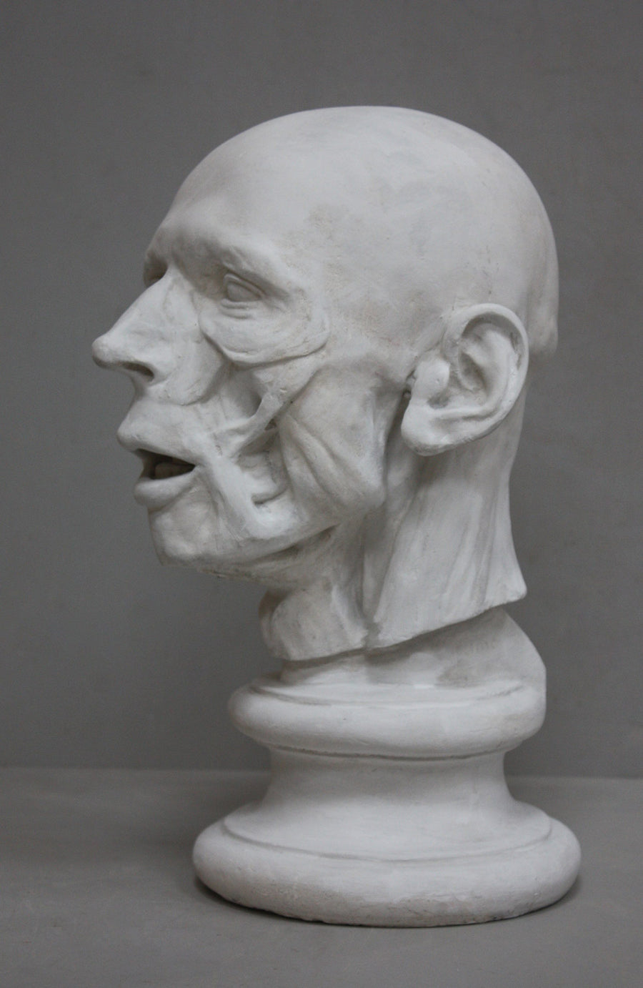 photo of plaster cast anatomical sculpture of man's head on socle base with a gray background