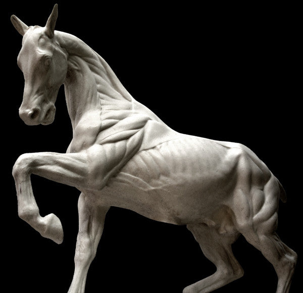 photo of white plaster cast sculpture of horse ecorche on black background