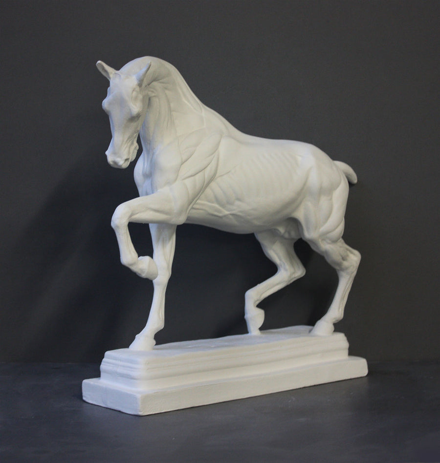 photo of white plaster cast sculpture of horse ecorche on gray background