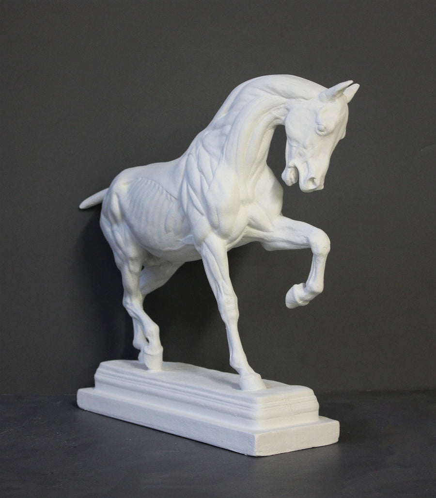 photo of white plaster cast sculpture of horse ecorche on gray background