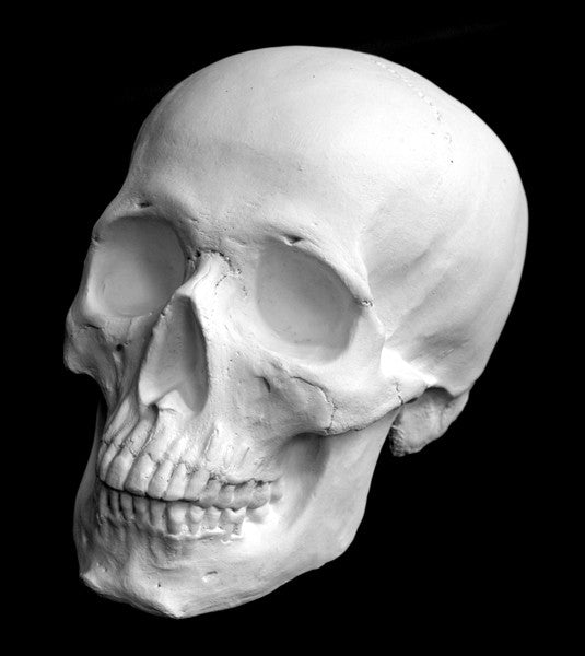 Photo of plaster cast of sculpture of a skull on a black background