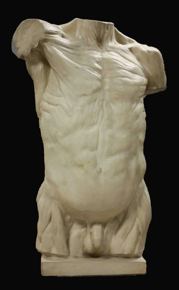 photo with black background of plaster cast of sculpted flayed male torso