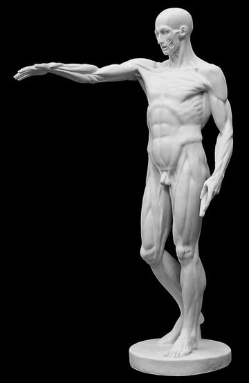 photo of plaster cast sculpture of flayed male figure study with right arm outstretched and left arm down on a black background