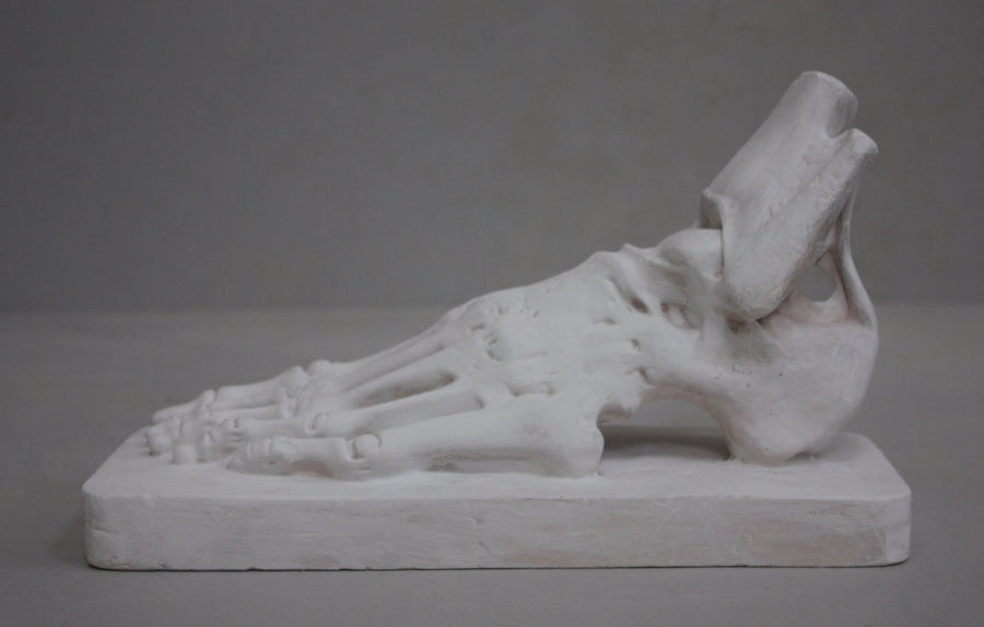 photo with gray background of plaster cast sculpture of flayed left foot on a rectangular base