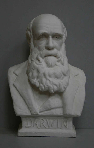 photo with gray background of plaster cast bust of man, namely Charles Darwin, with suit jacket and long beard