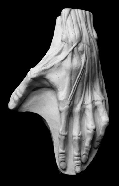 photo of plaster cast sculpture of anatomically-rendered, flayed, left hand on a panel with a black background