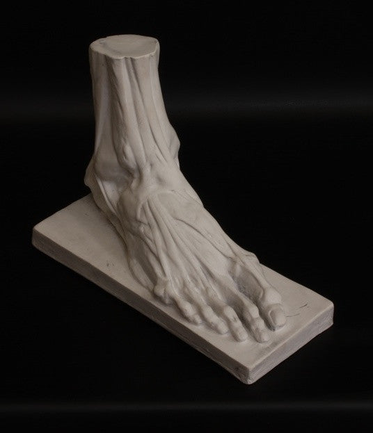 Anatomical Male Foot - Item #155
