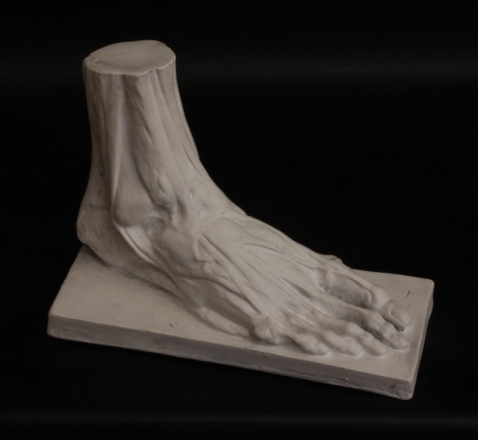 Anatomical Male Foot - Item #155