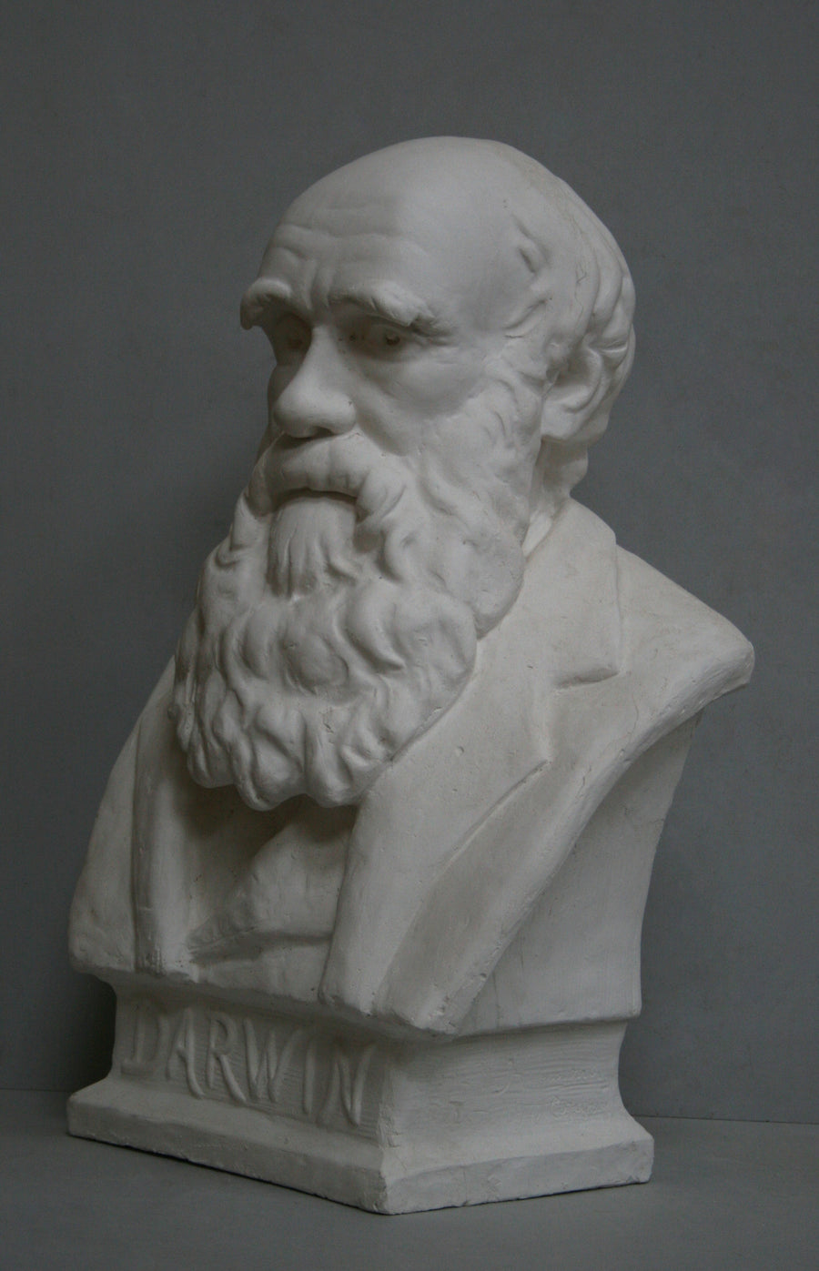 photo with gray background of plaster cast bust of man, namely Charles Darwin, with suit jacket and long beard
